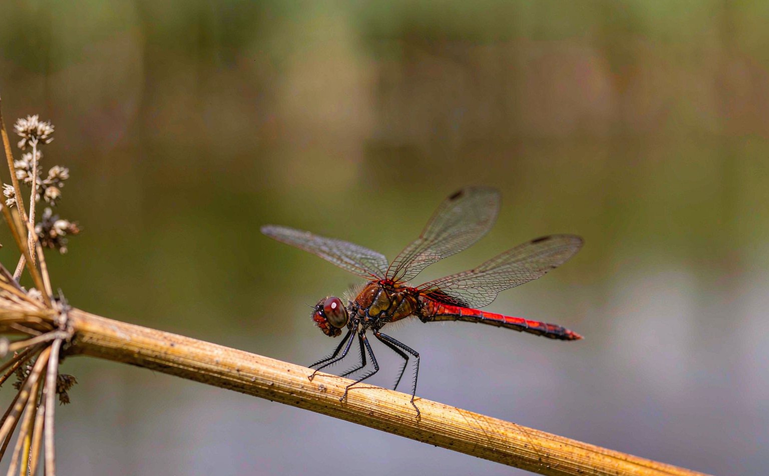 sympetrum-sanguineum real wildlife photograph