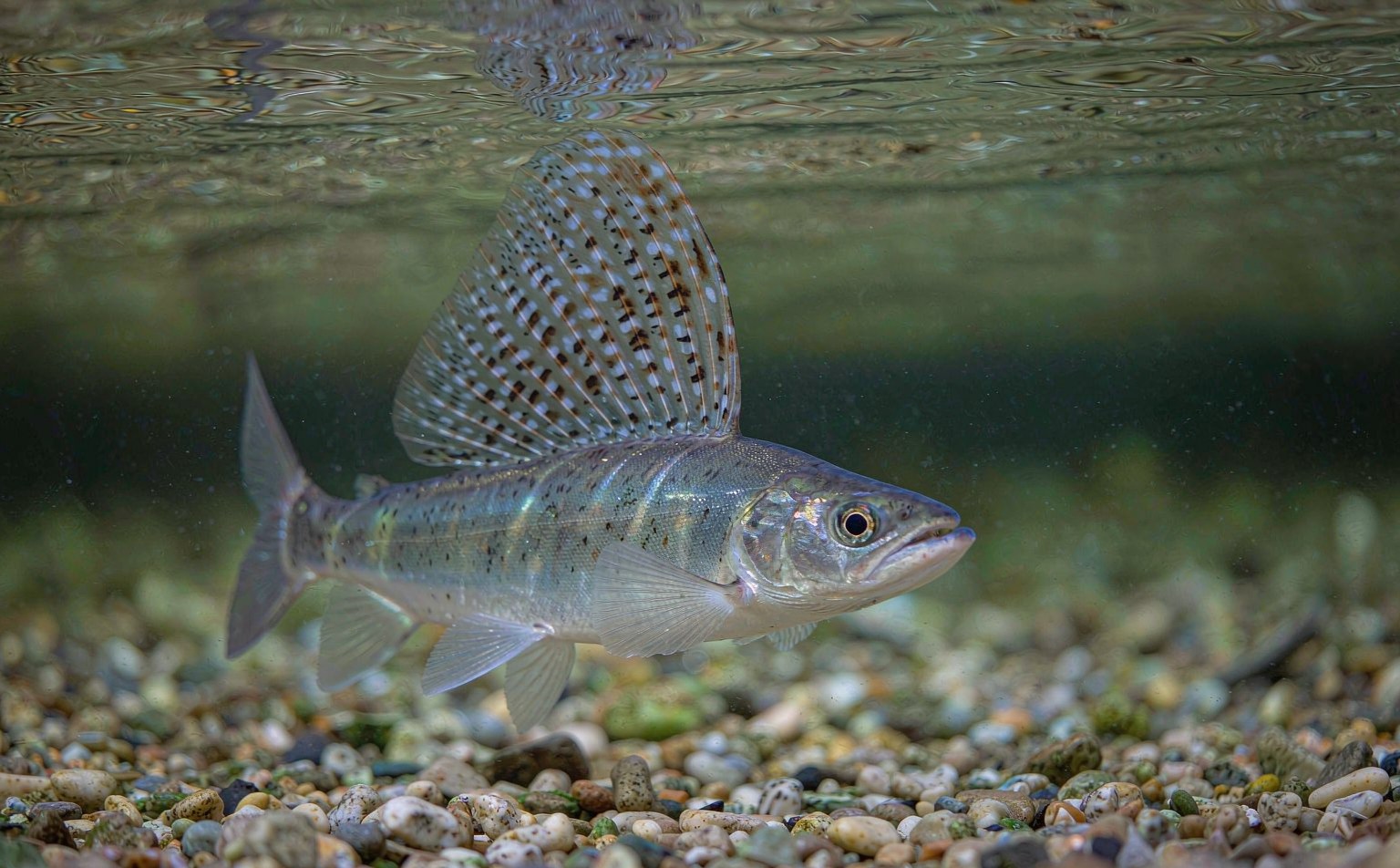 thymallus-thymallus real wildlife photograph