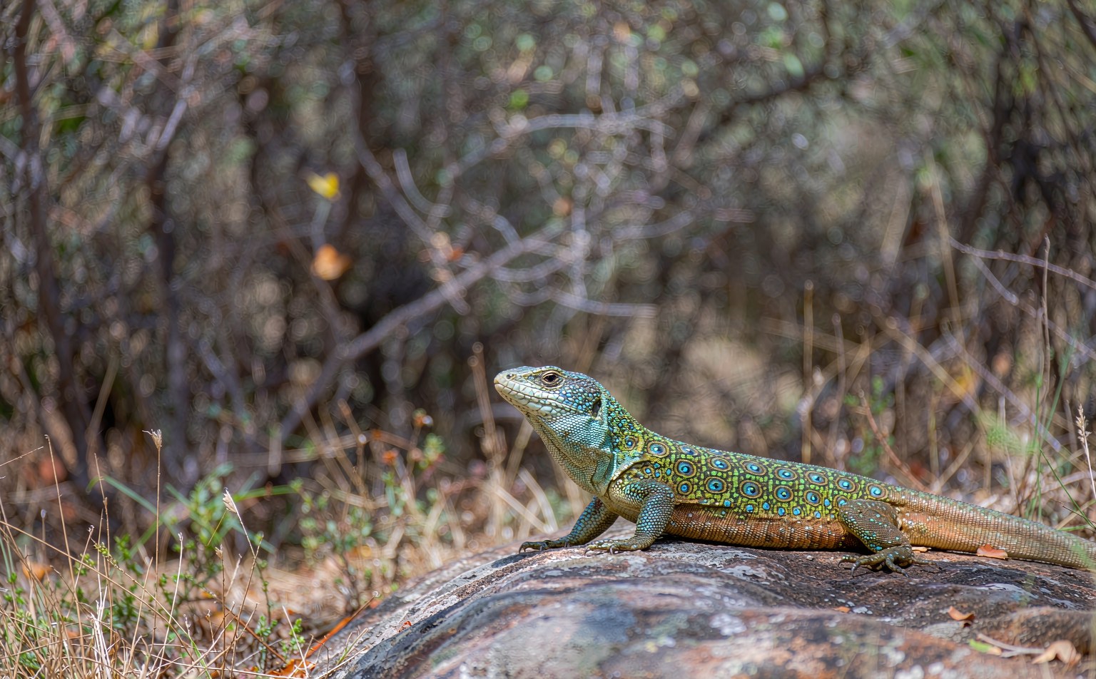 timon-lepidus real wildlife photograph