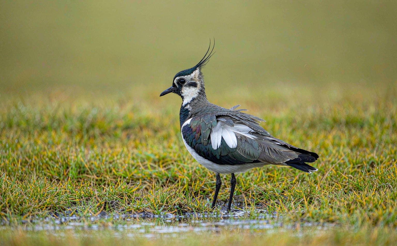 Northern Lapwing Vanellus vanellus in wet meadow real wildlife photograph