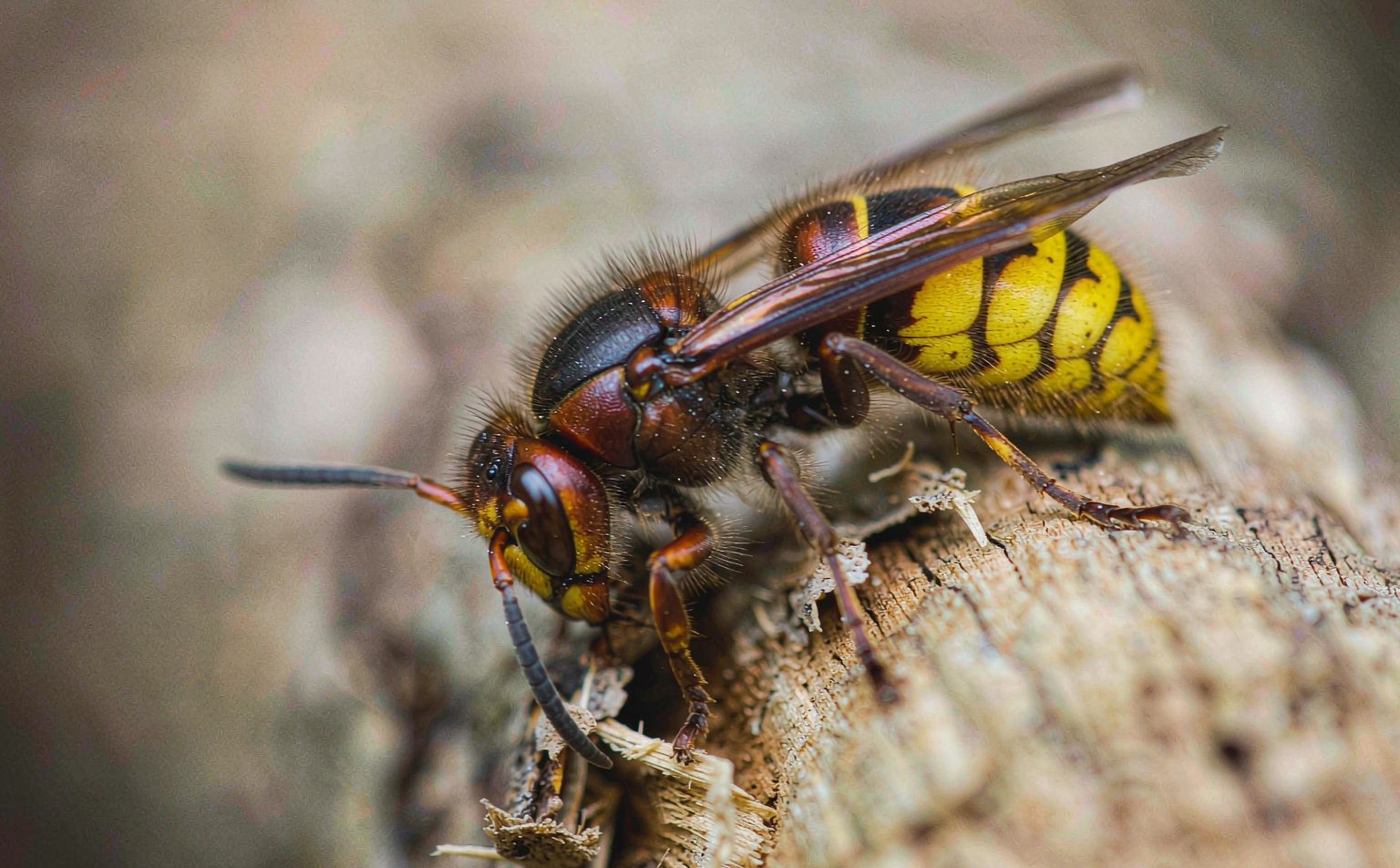 vespa-crabro real wildlife photograph