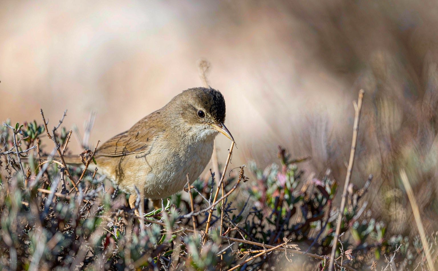 Cetti's warbler (Cettia cetti) foraging in undergrowth