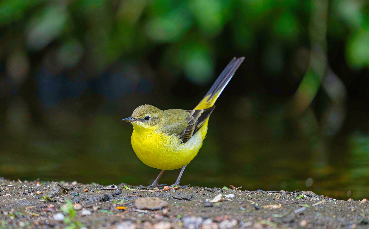 Citrine wagtail (Motacilla flava) by riverbank