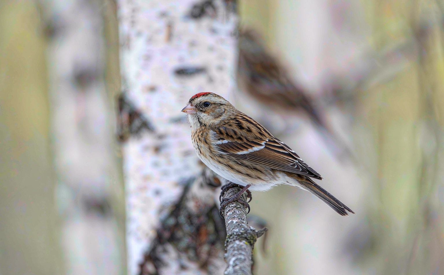 Common redpoll (Acanthis flammea) on birch branch
