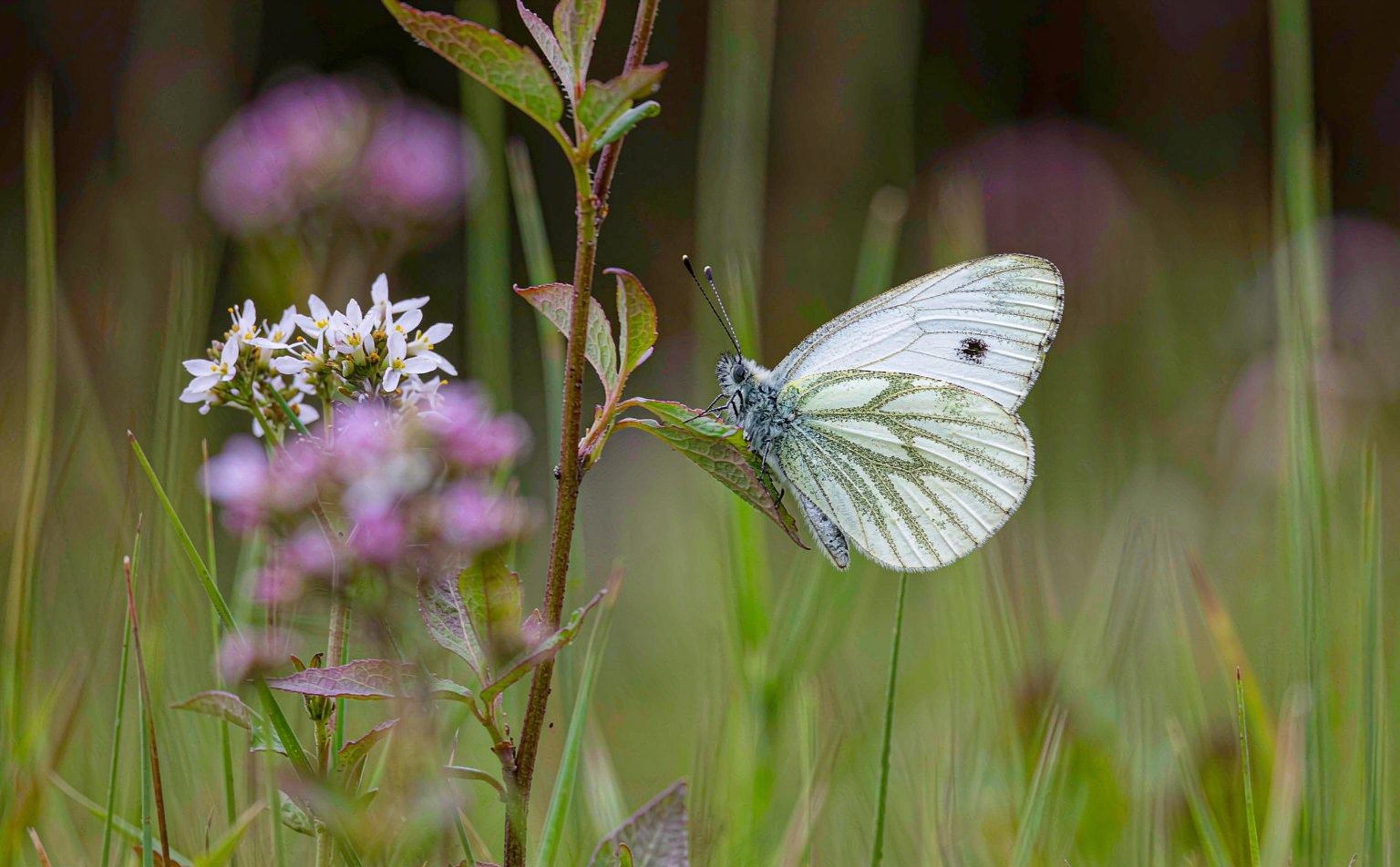Green-veined White butterfly (Pieris napi) resting on a leaf in a meadow