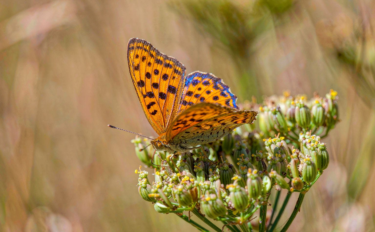 Small Copper butterfly (Lycaena phlaeas) on a flower in grassland