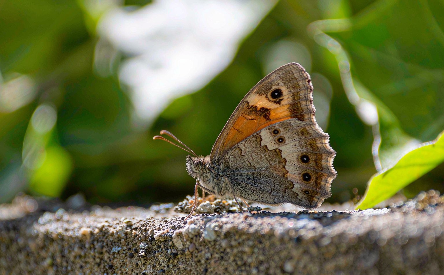 Wall Butterfly (Lasiommata megera) on a stone wall