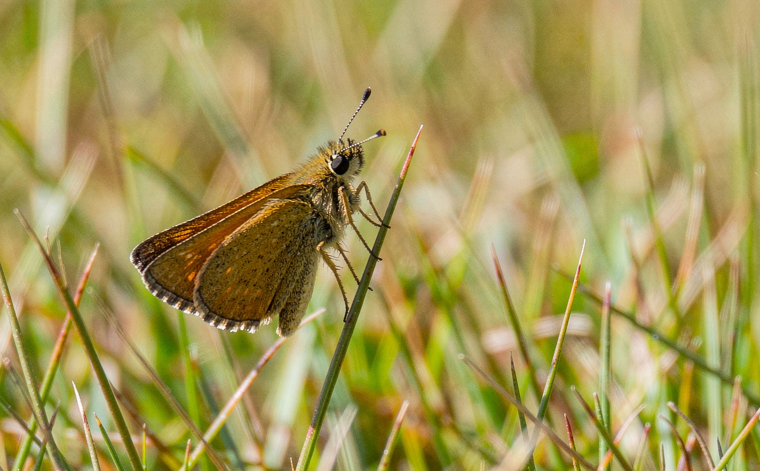 Large Skipper butterfly (Ochlodes sylvanus) on a grass stem