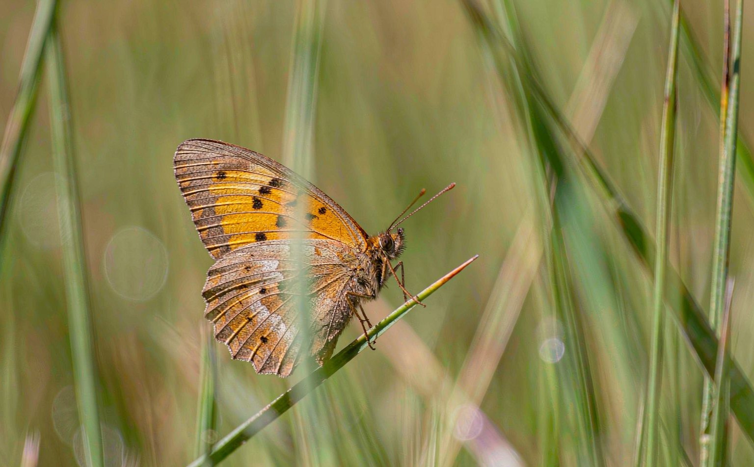 Small Skipper butterfly (Thymelicus sylvestris) on a grass blade