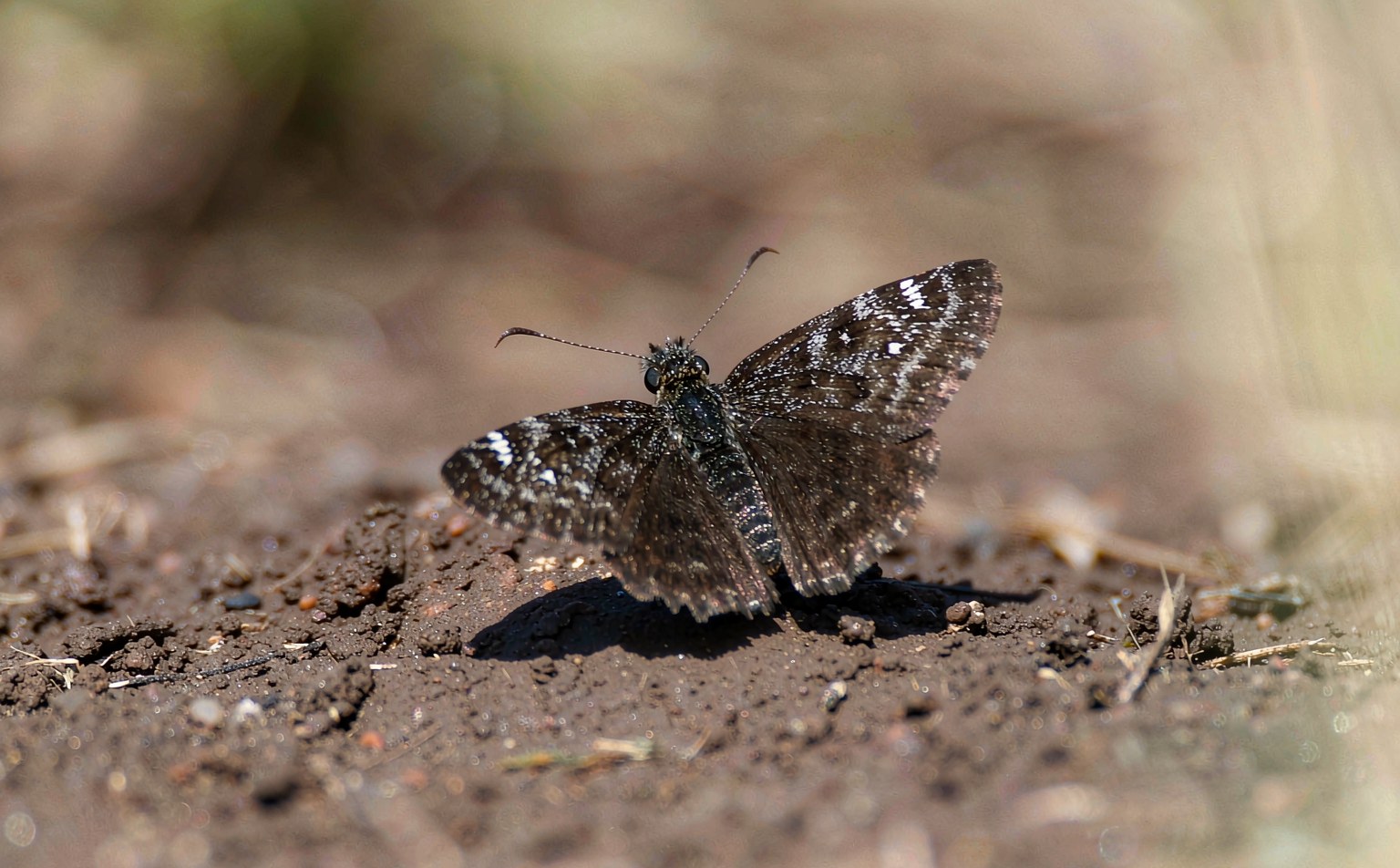 Dingy Skipper butterfly (Erynnis tages) on bare soil