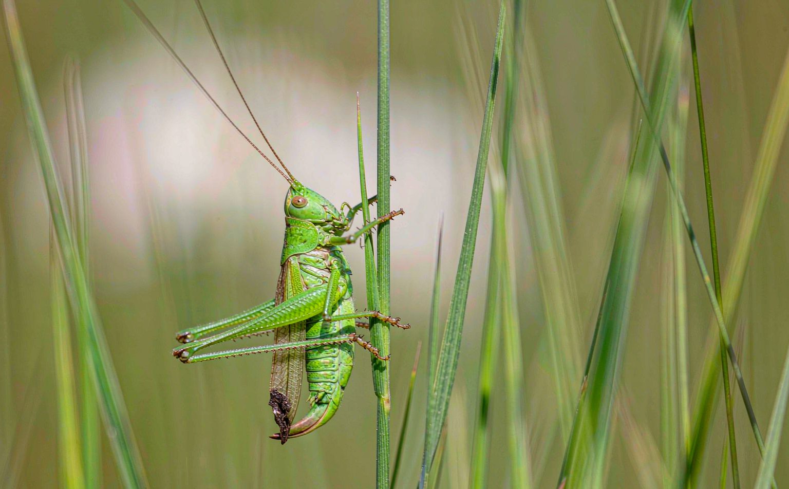Meadow Grasshopper (Chorthippus parallelus) on grass