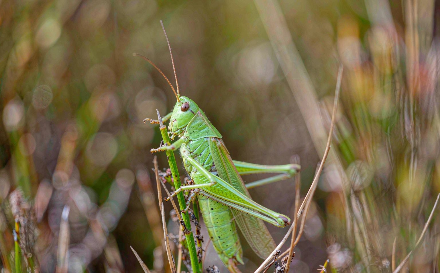 Common Green Grasshopper (Omocestus viridulus) on grass