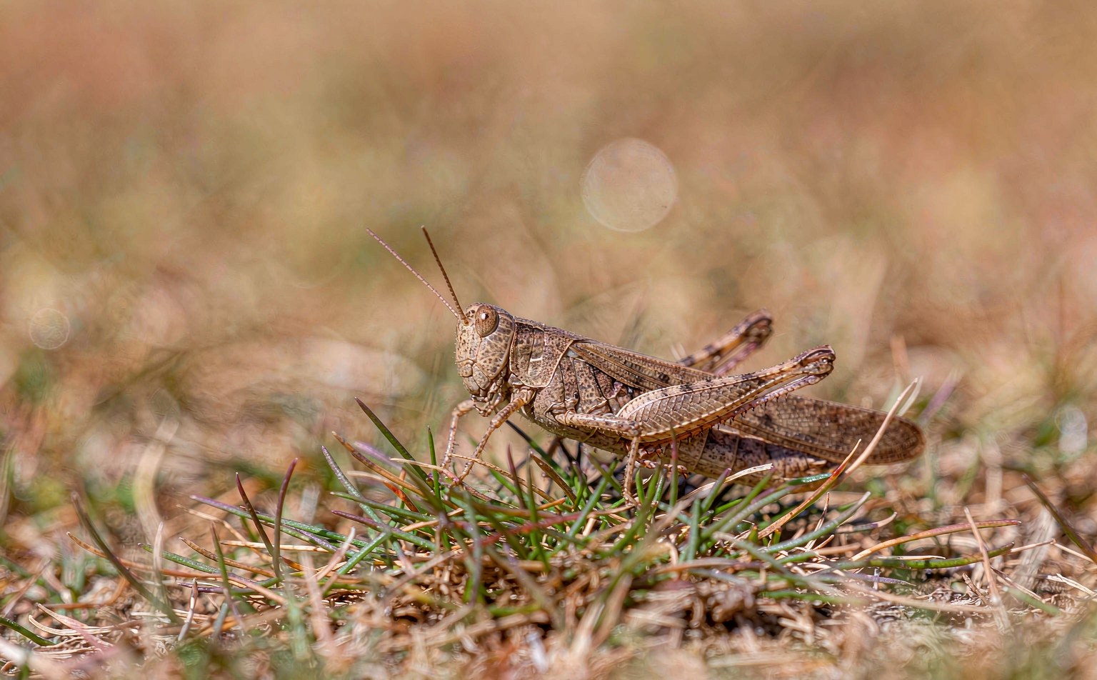 Field Grasshopper (Chorthippus brunneus) on grass
