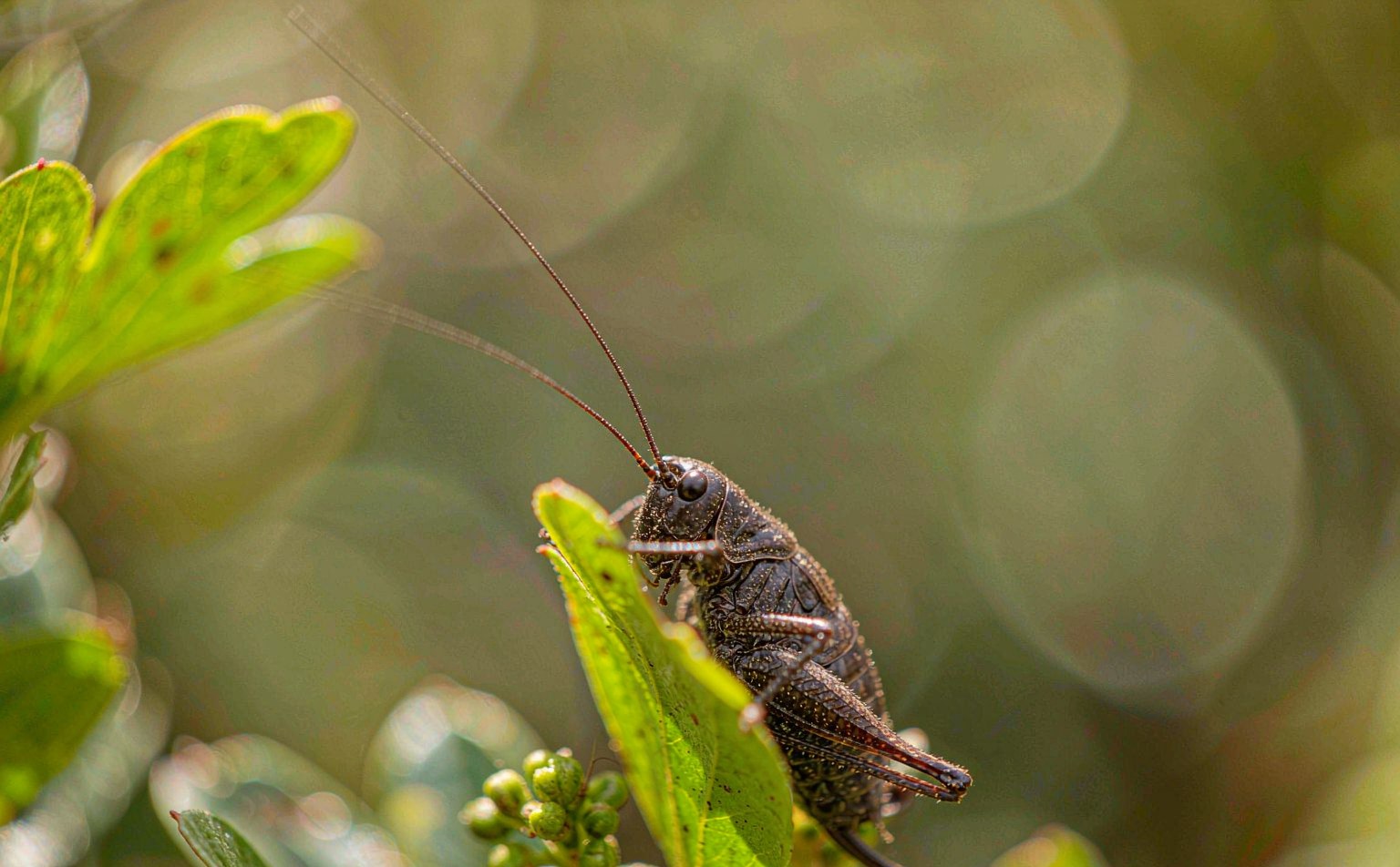 Dark Bush-cricket (Pholidoptera griseoaptera) on a bramble leaf