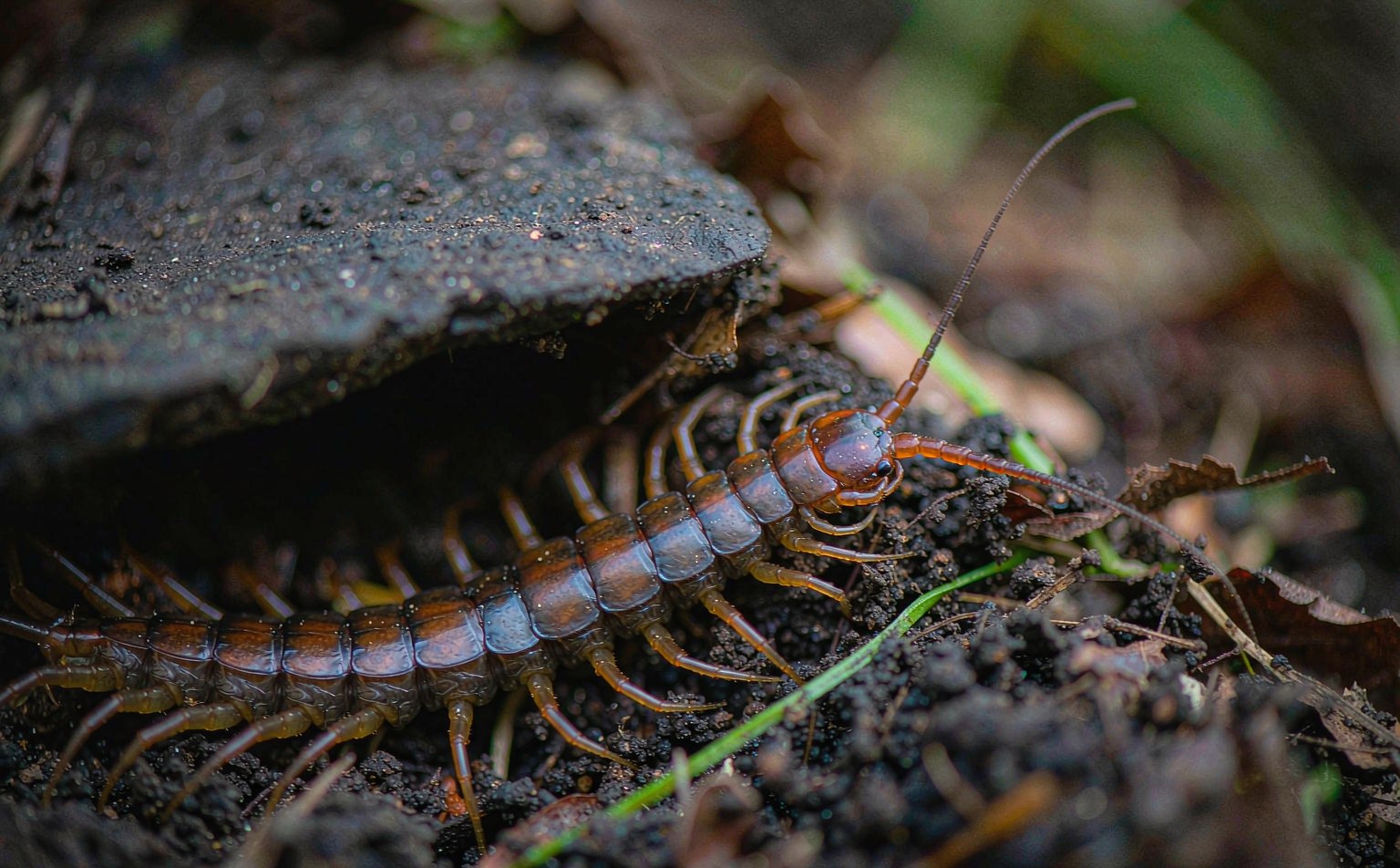 Common Centipede (Lithobius forficatus) on soil and leaf litter
