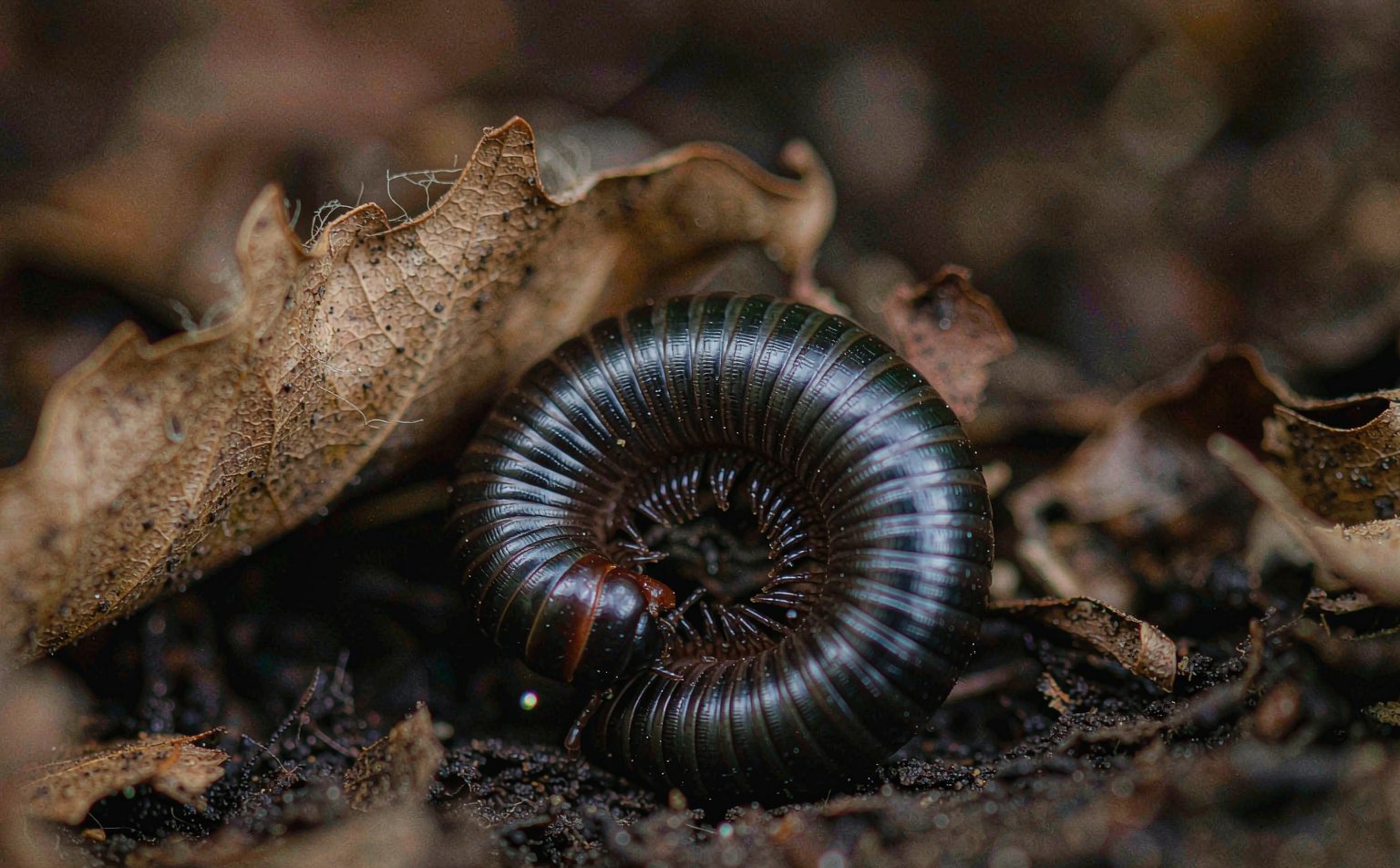 Common Black Millipede (Ommatoiulus sabulosus) on soil