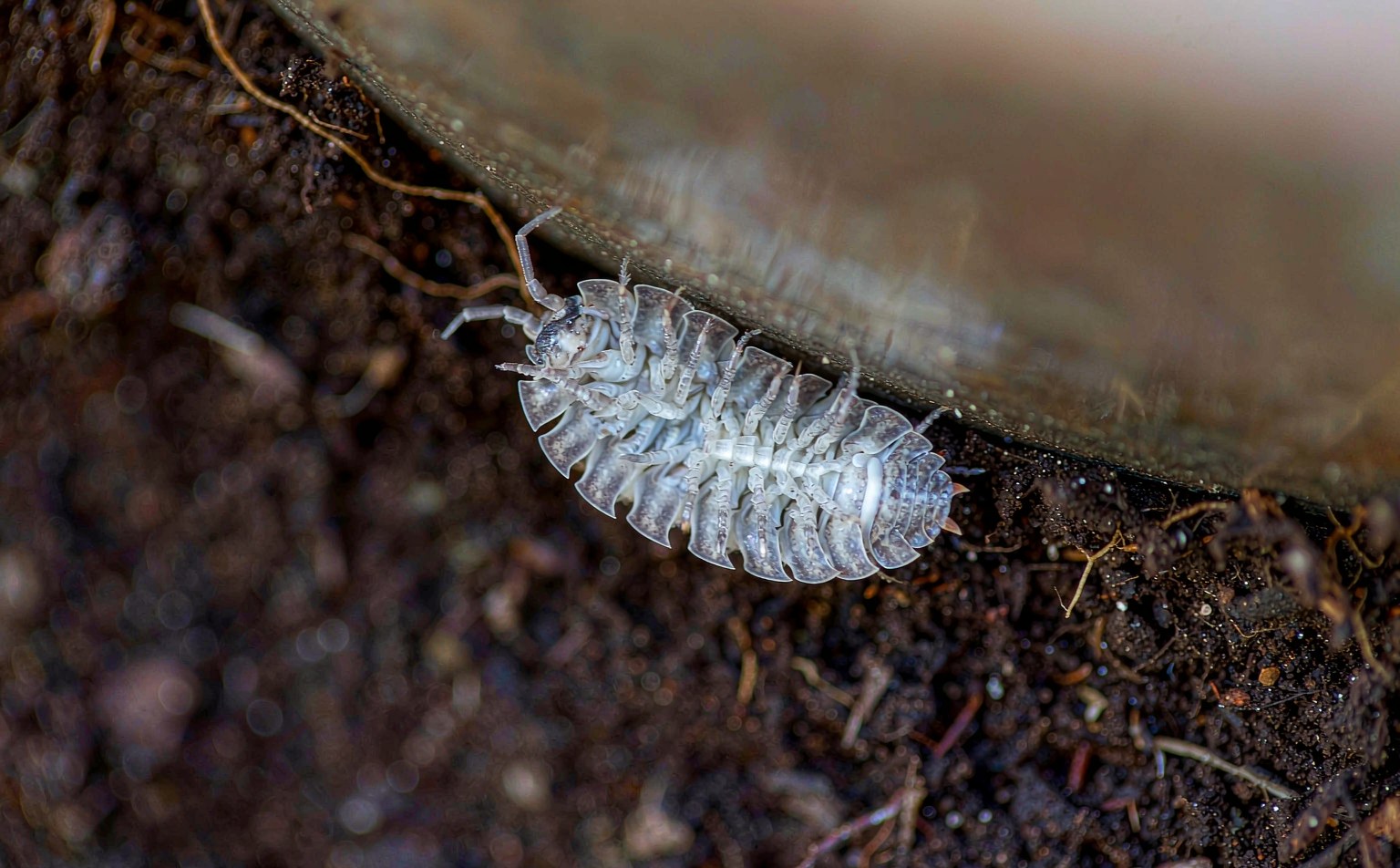 Common Woodlouse (Oniscus asellus) under a stone