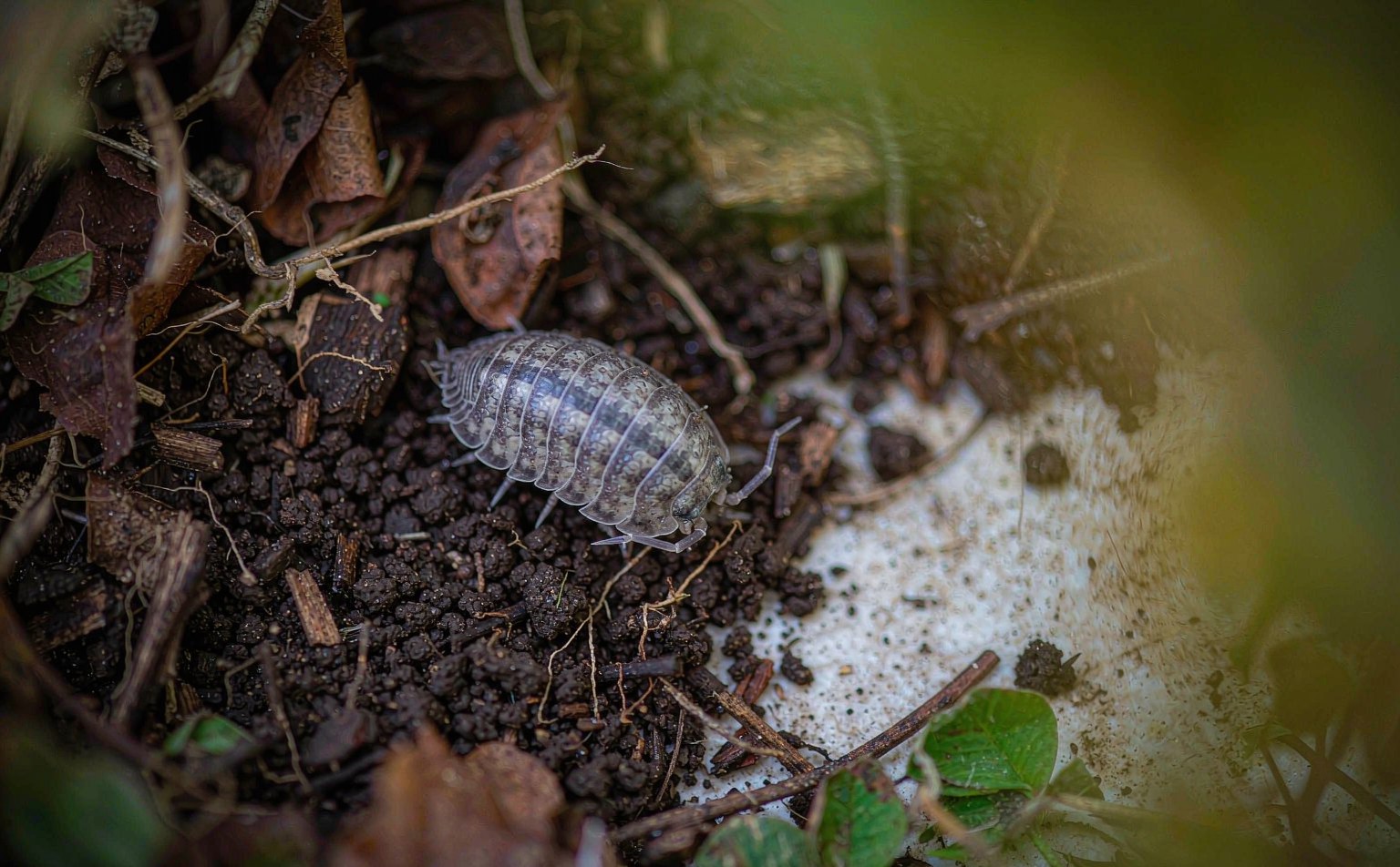 Pill Woodlouse (Armadillidium vulgare) on a path