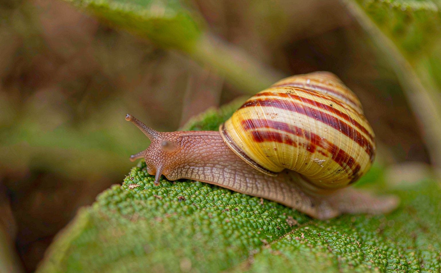 Grove Snail (Cepaea nemoralis) on a leaf