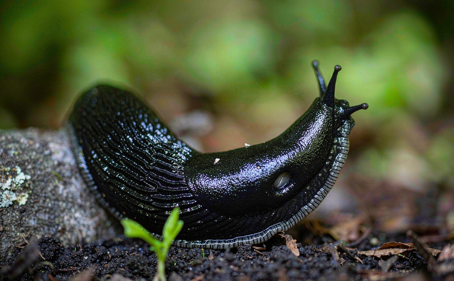 Black Slug (Arion ater) on soil