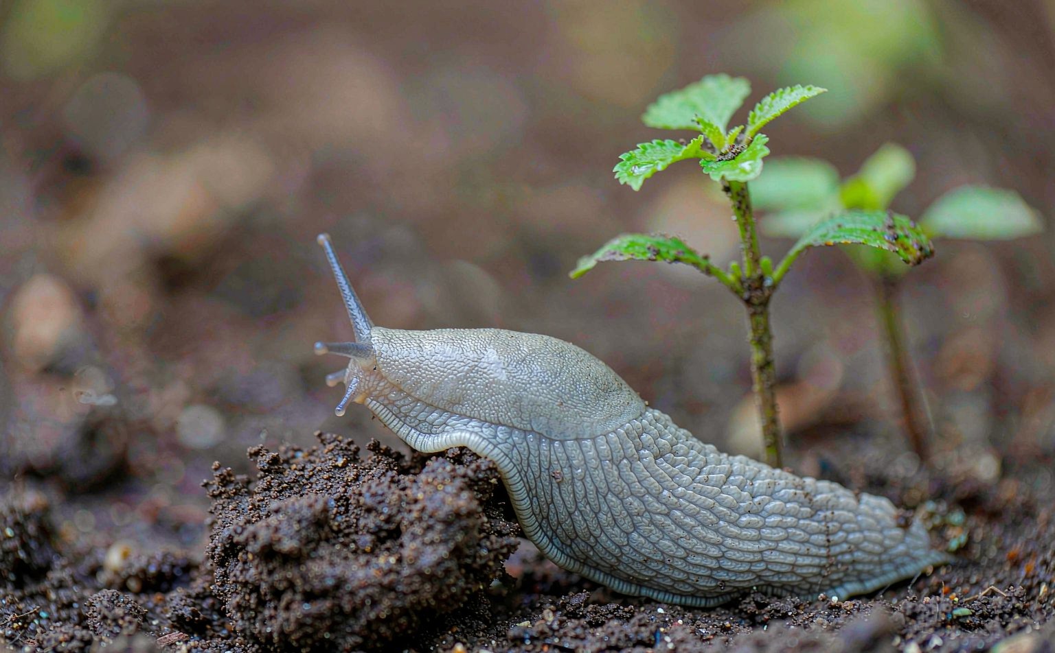 Netted Slug (Deroceras reticulatum) on soil
