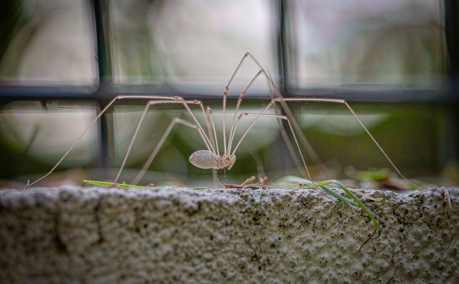 Harvestman (Phalangium opilio) on a wall