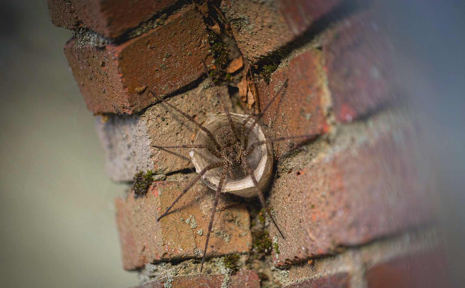 Giant House Spider (Eratigena atrica) in its funnel web