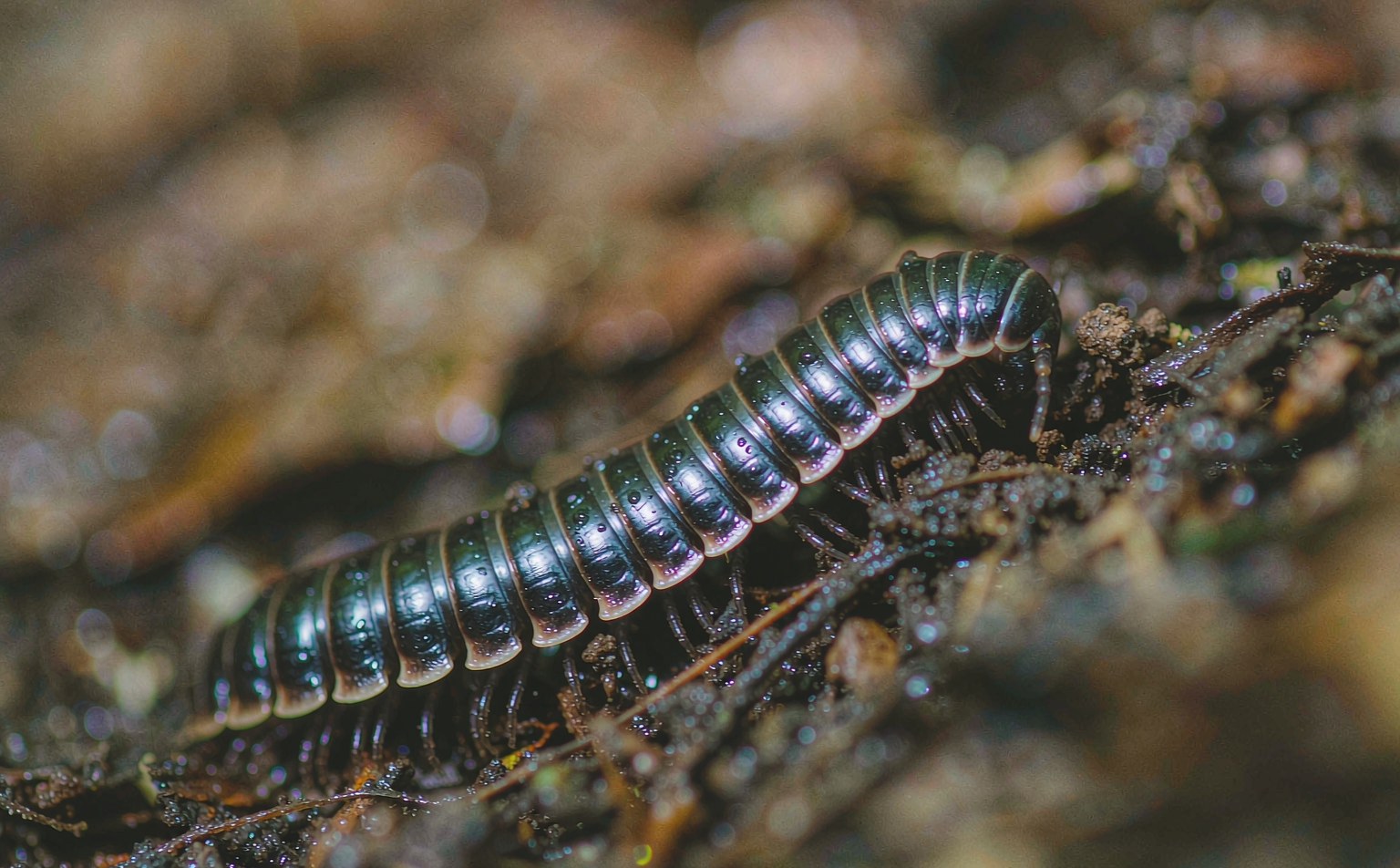Pill Millipede (Glomeris marginata) on leaf litter