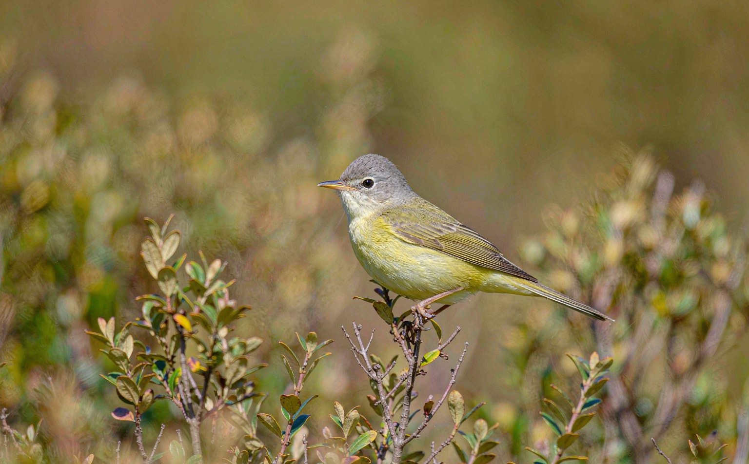 Greater whitethroat (Hippolais icterina) on bush branch