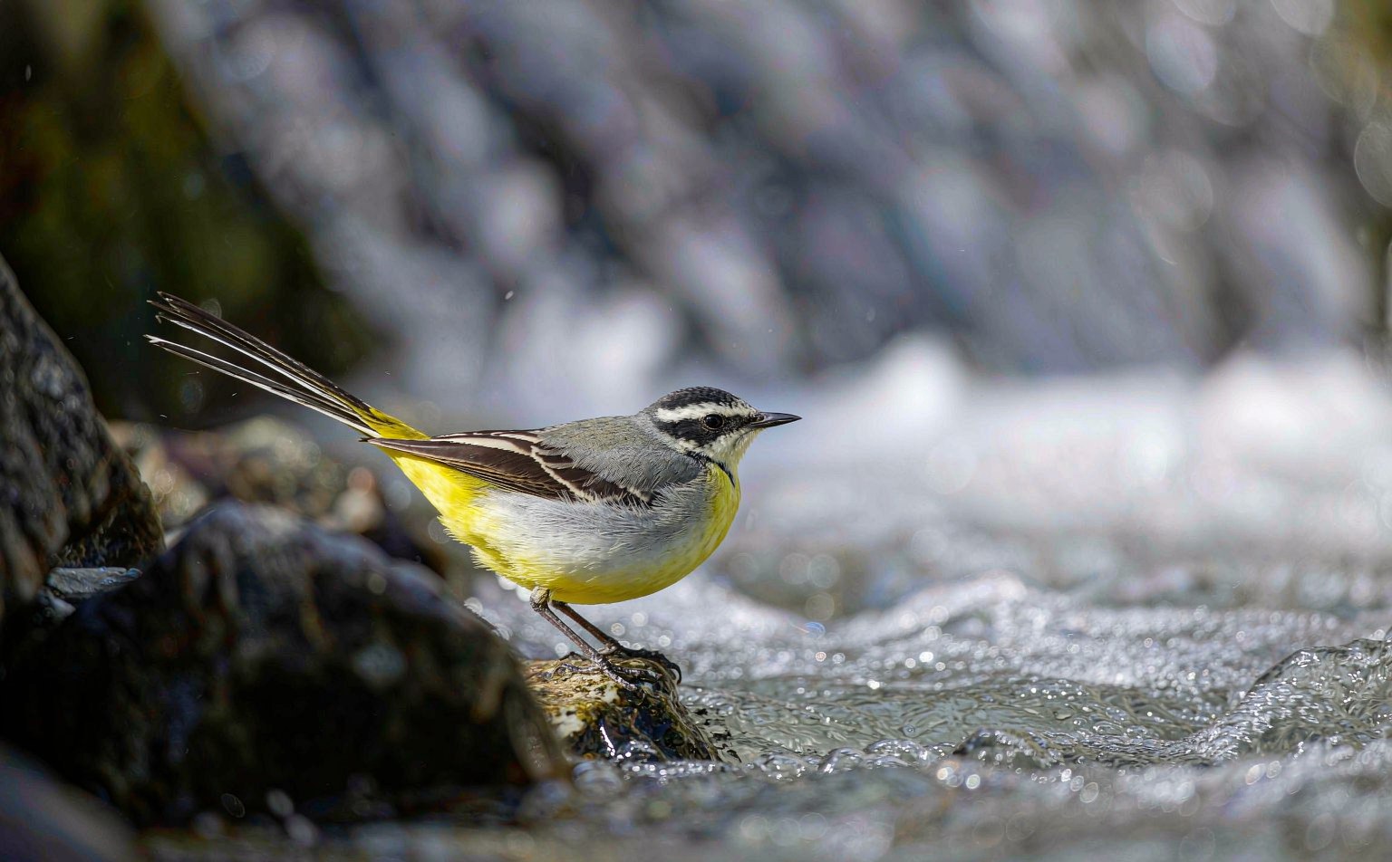 Grey wagtail (Motacilla cinerea) by stream