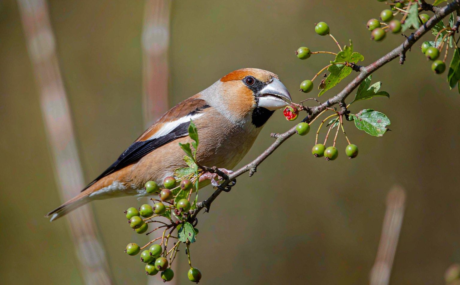 Hawfinch (Coccothraustes coccothraustes) on fruiting branch