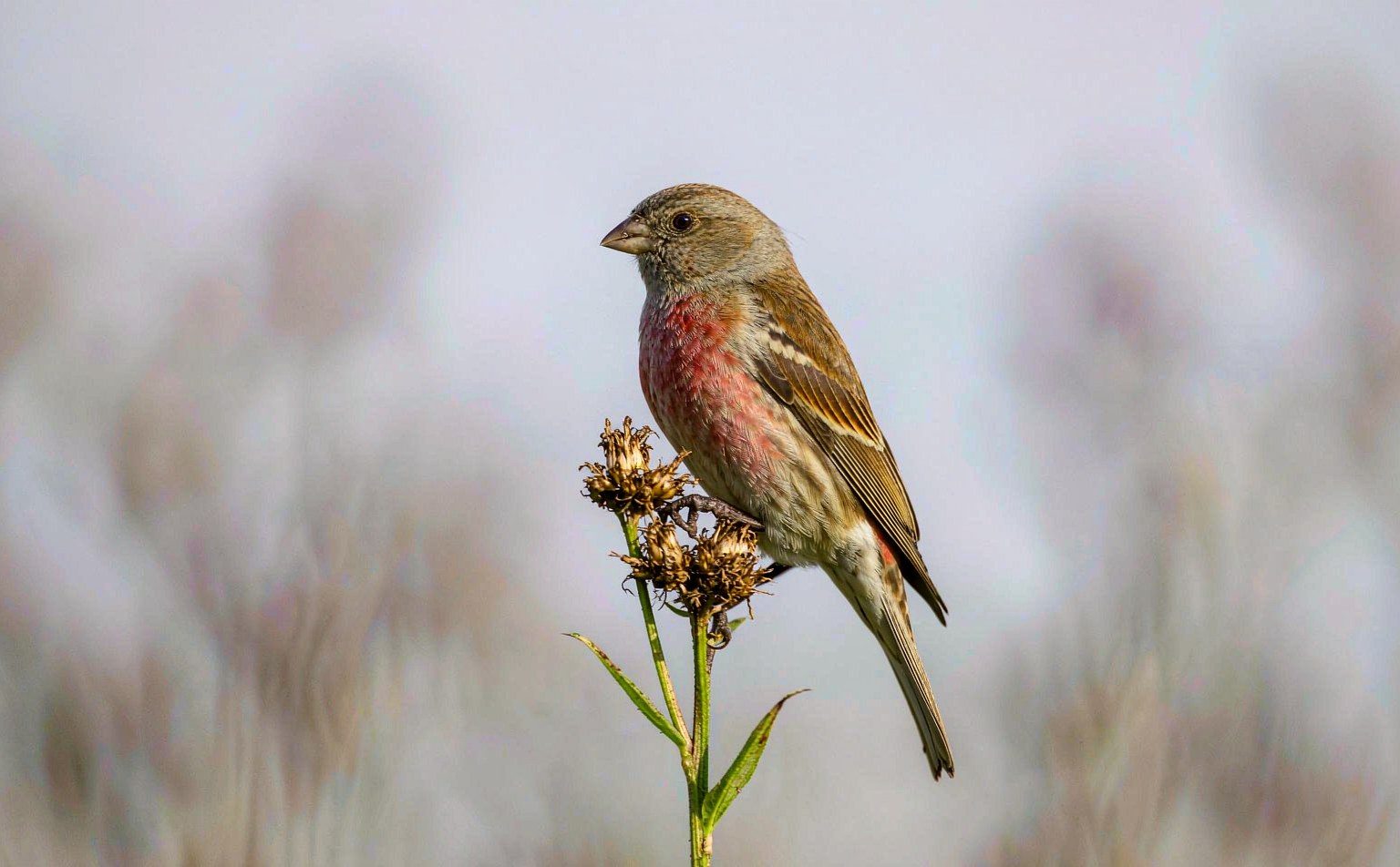 Linnet (Carduelis cannabina) feeding on thistle