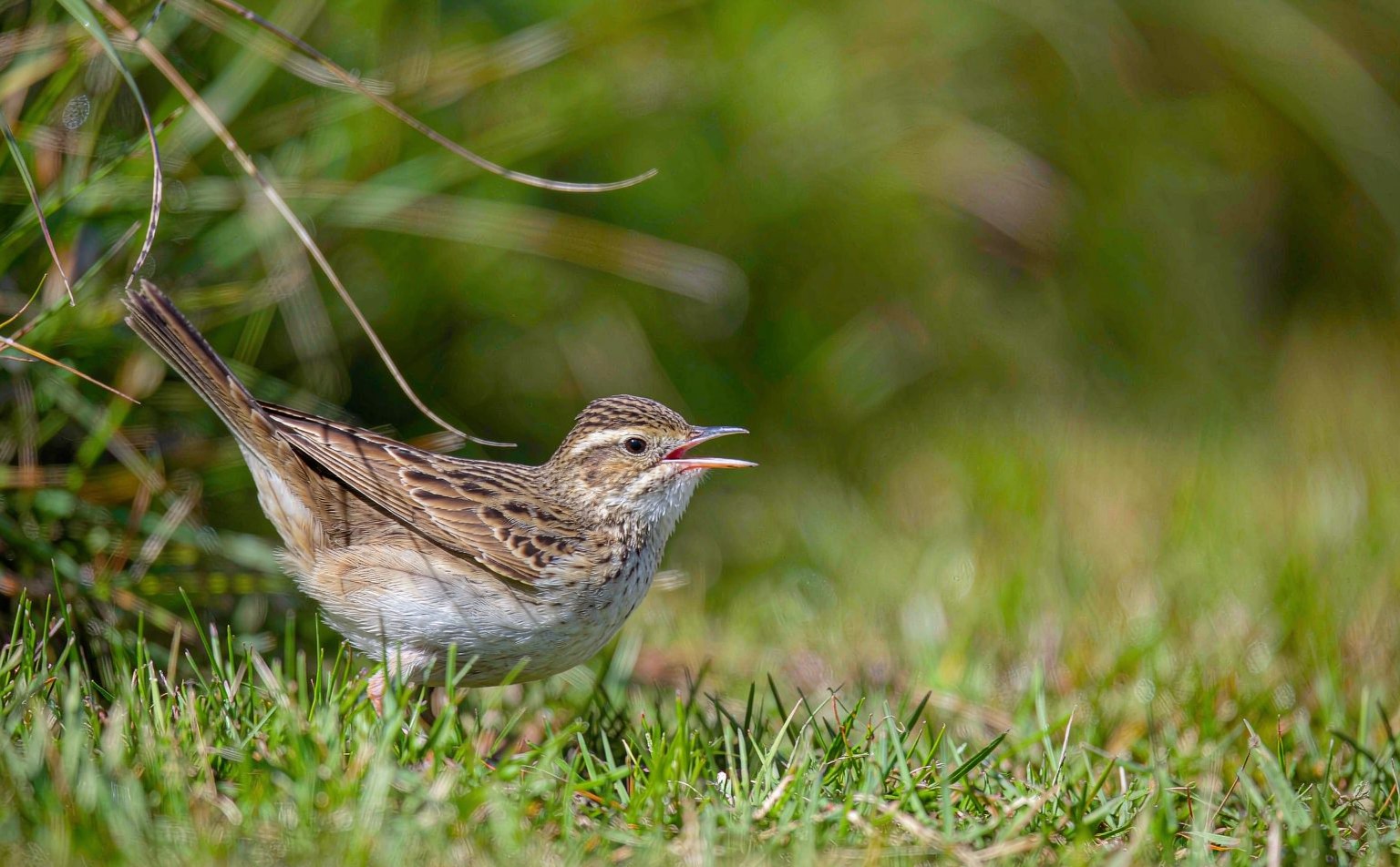 Meadow pipit (Anthus pratensis) on grassland