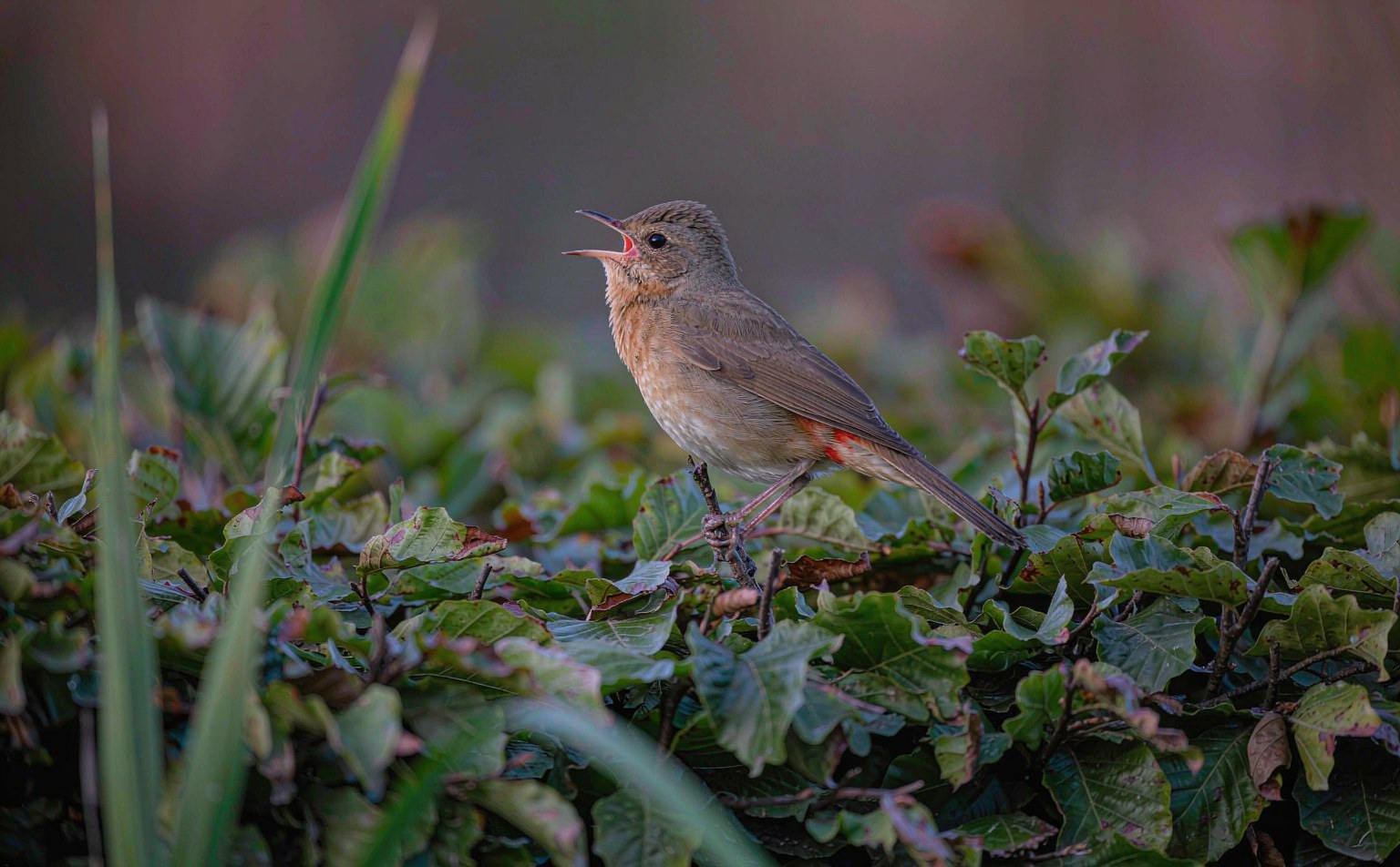 Nightingale (Luscinia megarhynchos) singing at dusk