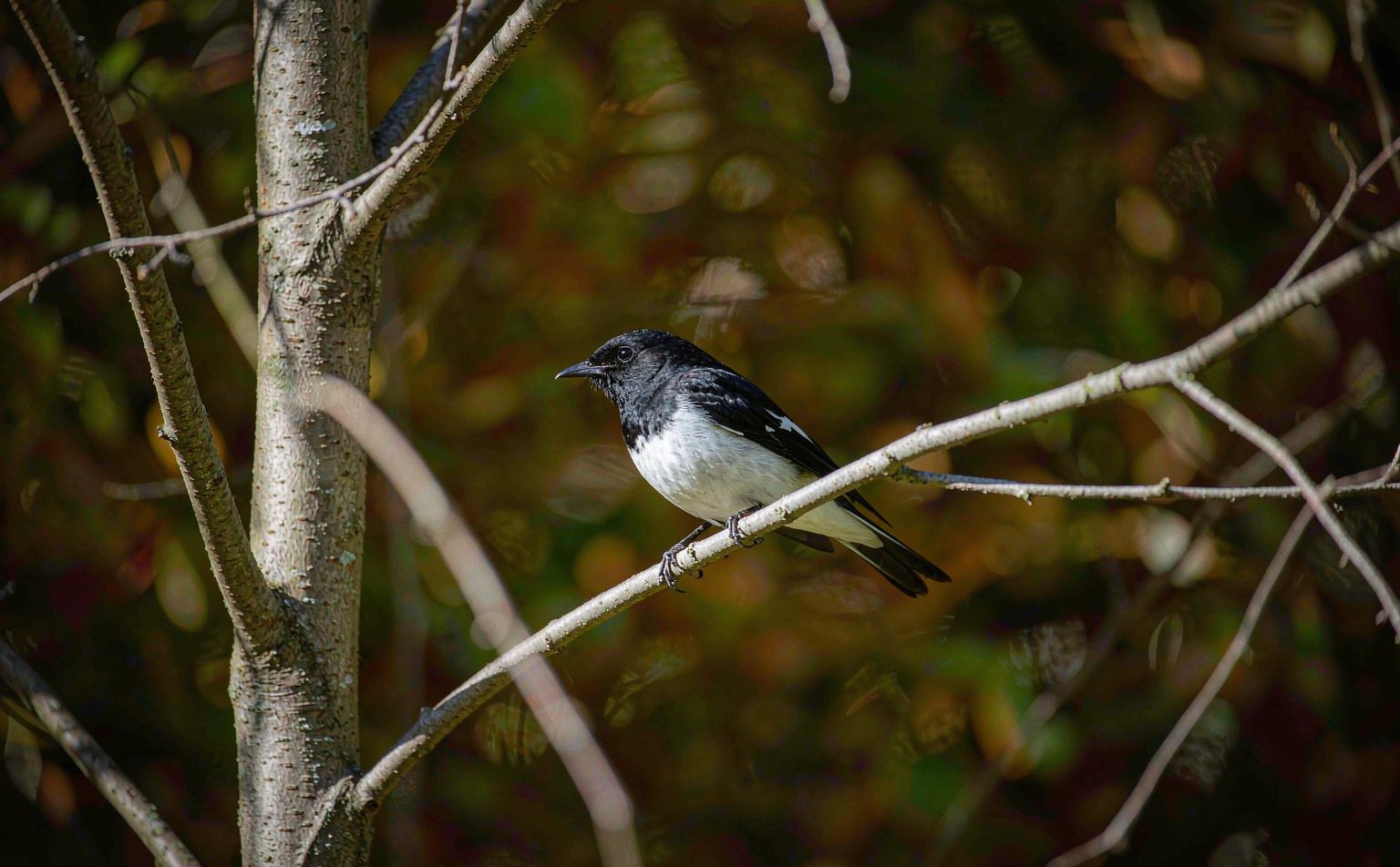 Pied flycatcher (Ficedula hypoleuca) on birch branch
