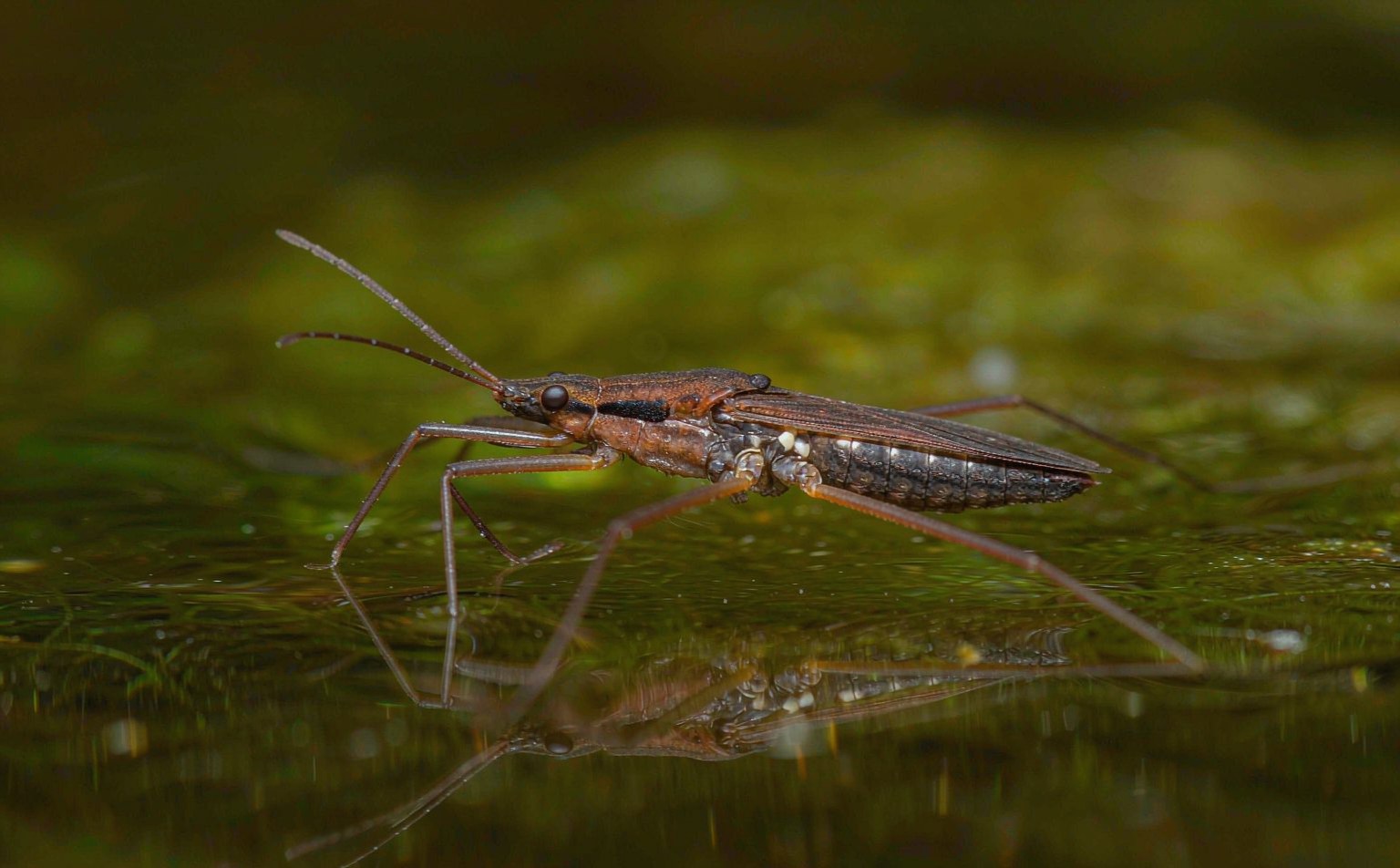 Close-up photograph of pond-skater