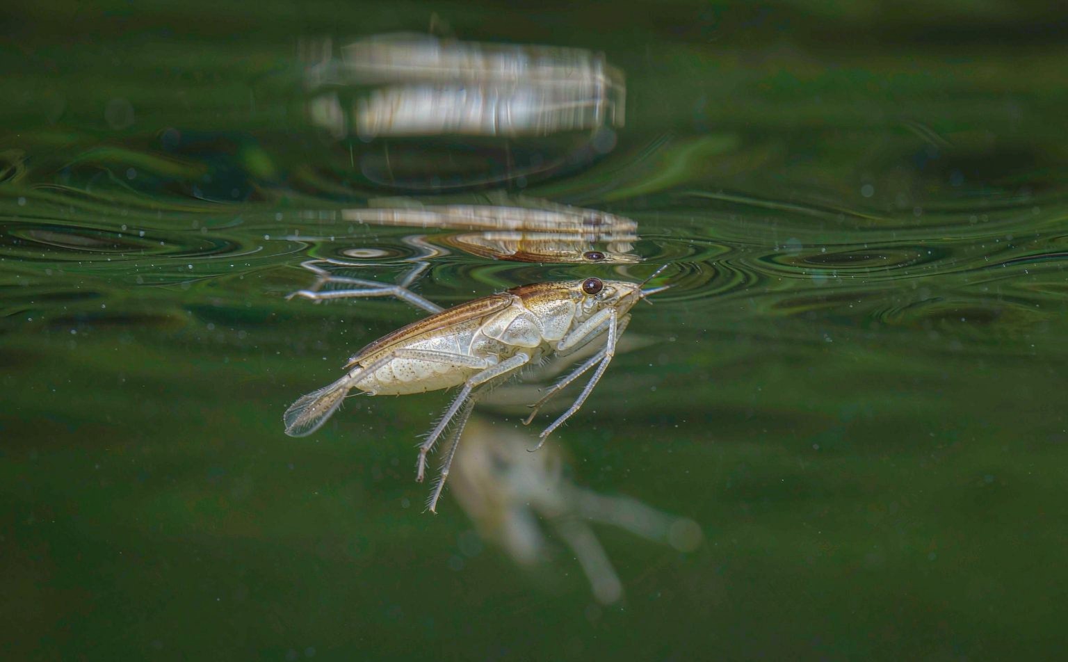 Close-up photograph of water-boatman