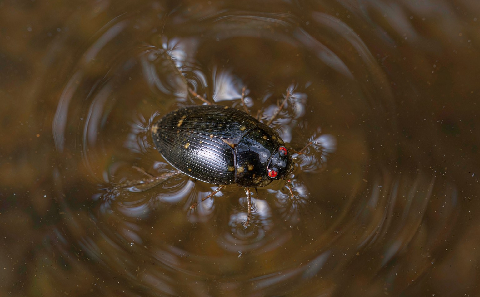 Close-up photograph of whirligig-beetle