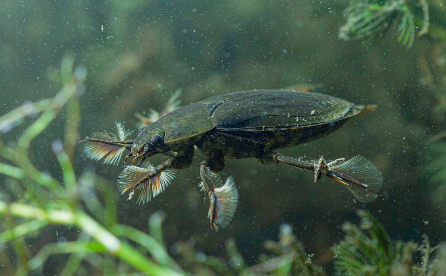 Close-up photograph of great-diving-beetle