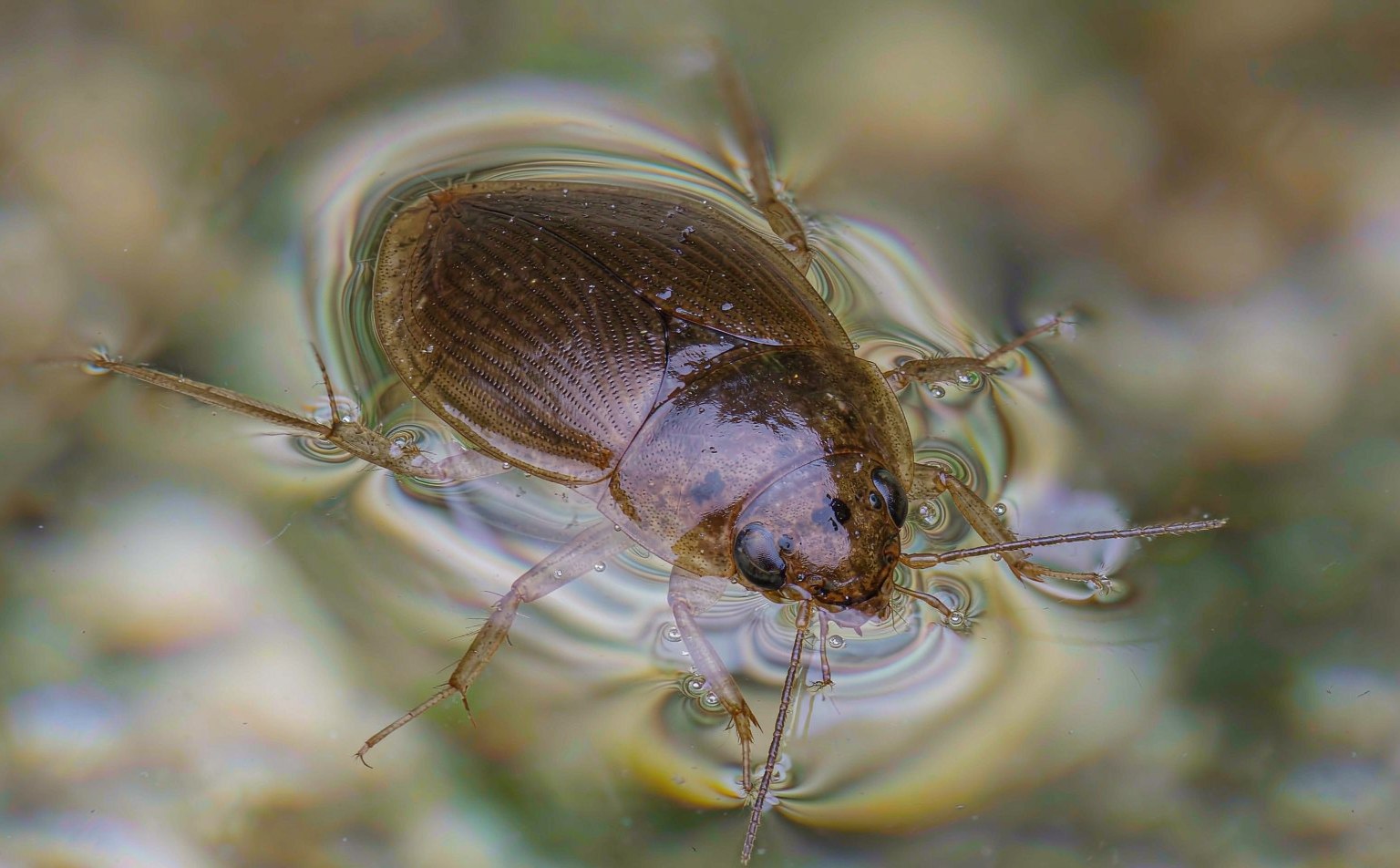 Close-up photograph of lesser-diving-beetle