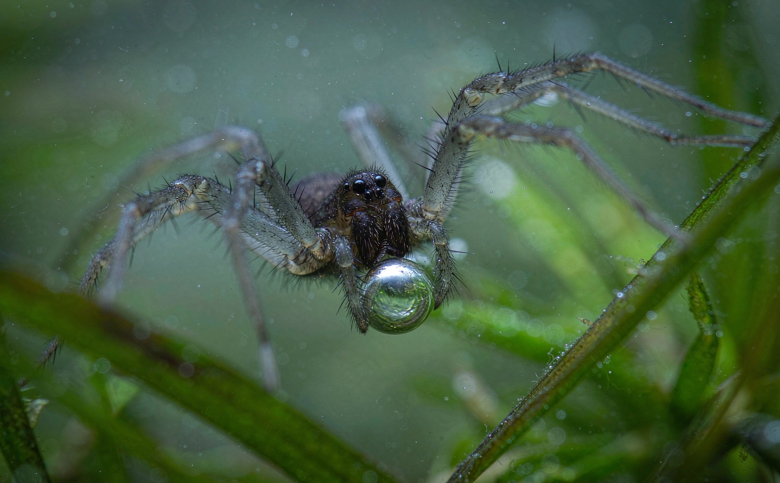 Close-up photograph of water-spider