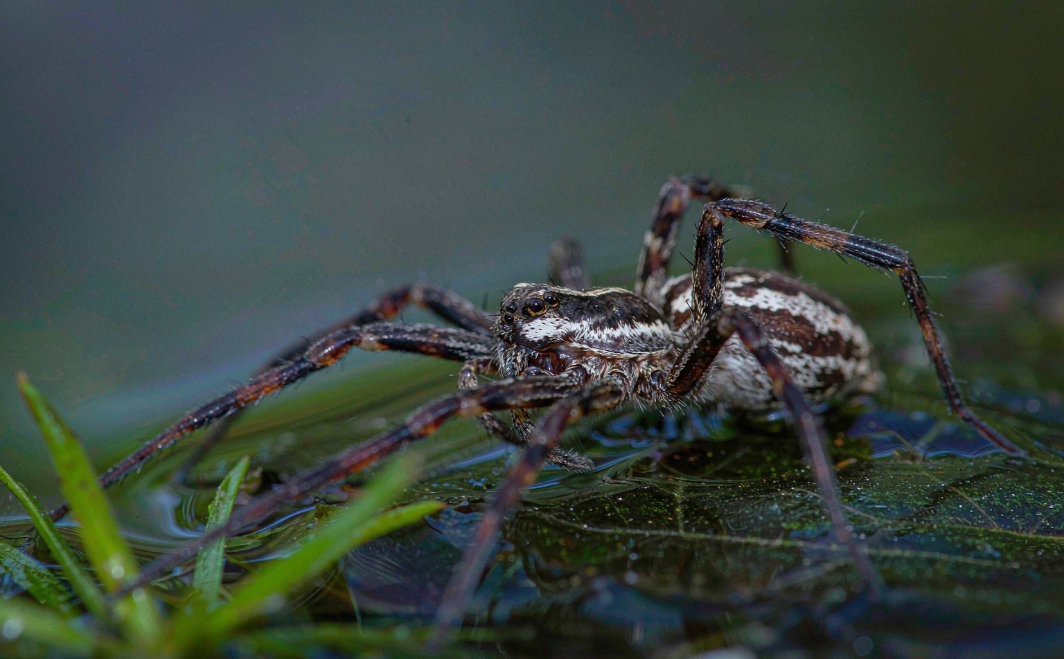 Close-up photograph of raft-spider