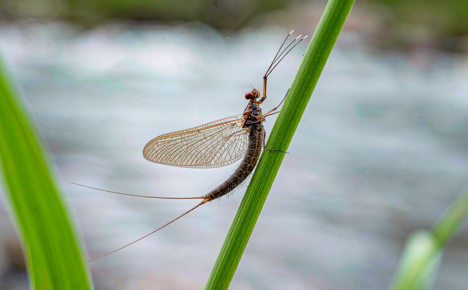 Close-up photograph of mayfly