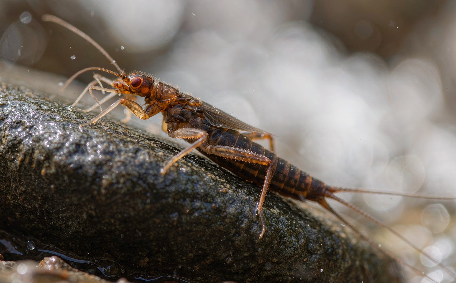 Close-up photograph of stonefly