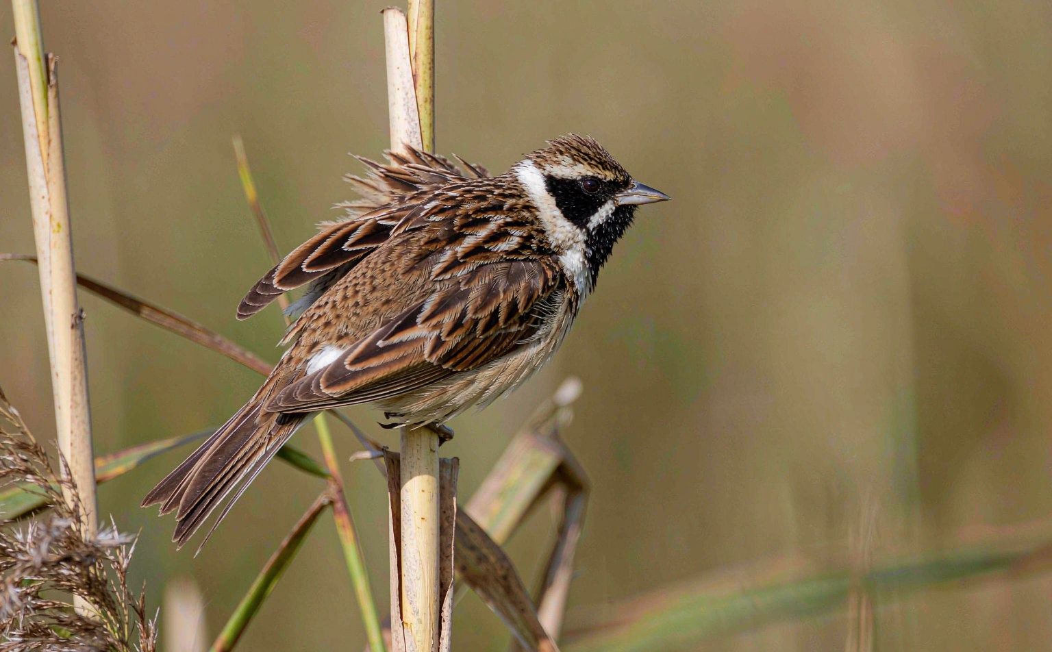 Reed bunting (Emberiza schoeniclus) on reed stem