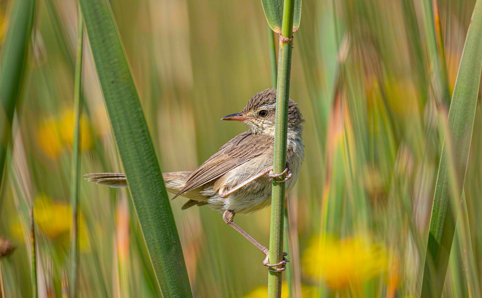 Reed warbler (Acrocephalus scirpaceus) perched on a reed stem in marshland