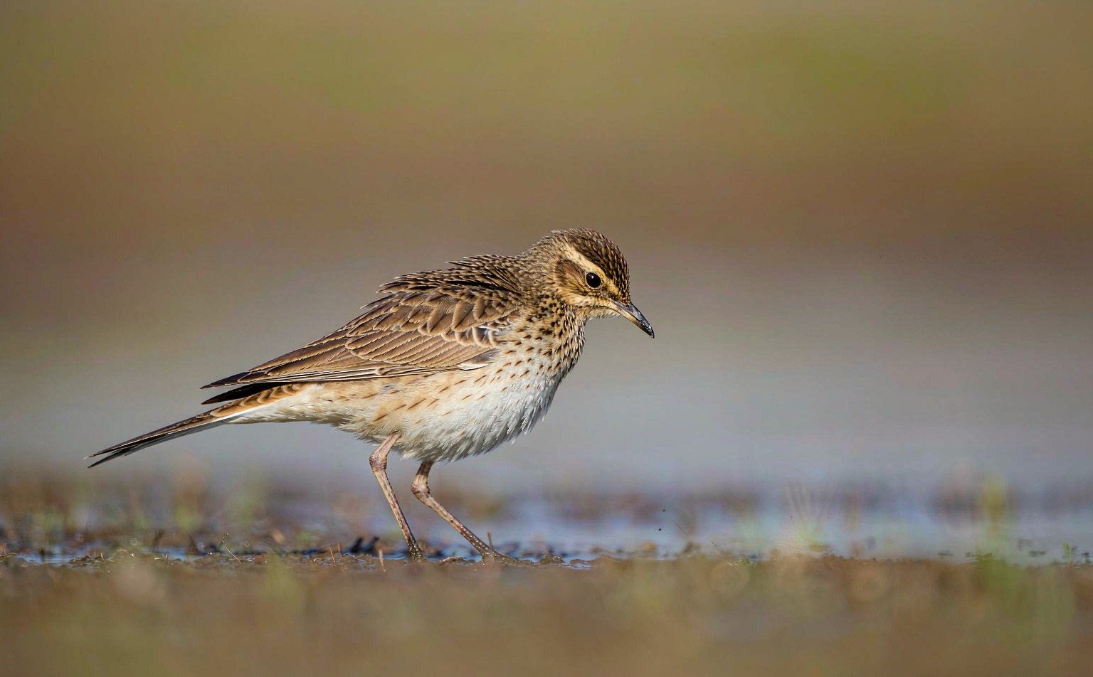 Richard's pipit (Anthus richardi) on wet grassland
