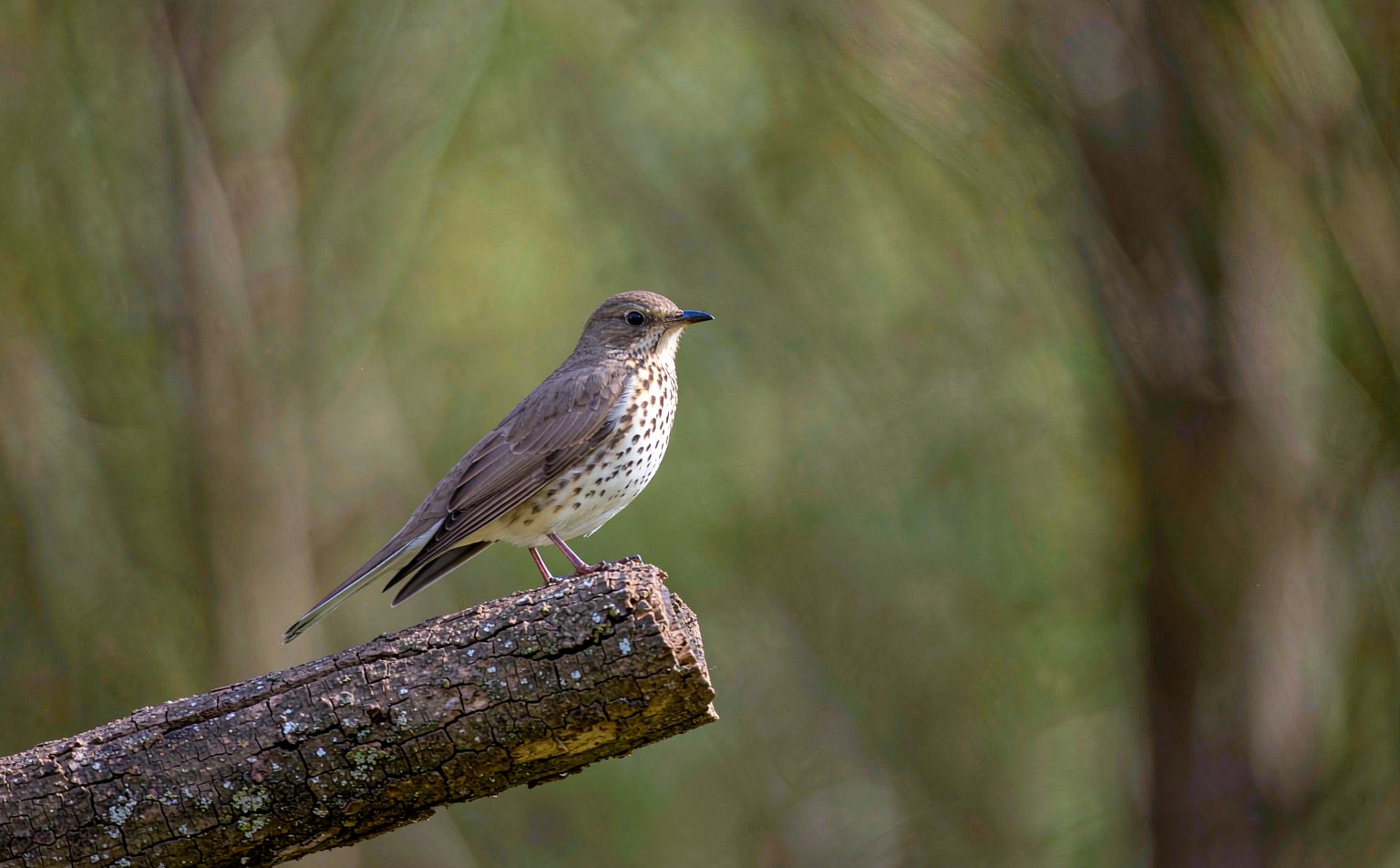 Spotted flycatcher (Muscicapa striata) on woodland edge