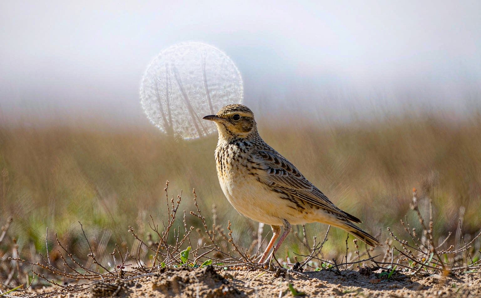 Woodlark (Anthus trivialis) on heathland