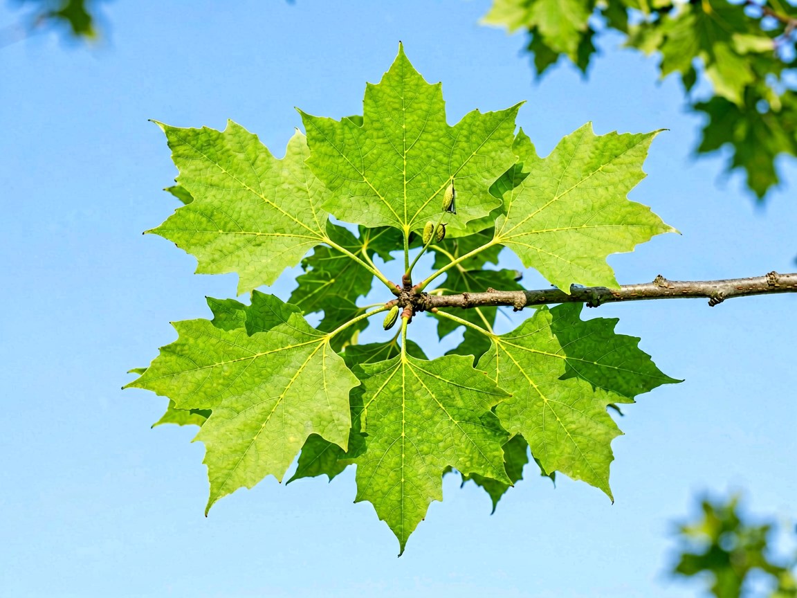 Acer pseudoplatanus | Sycamore